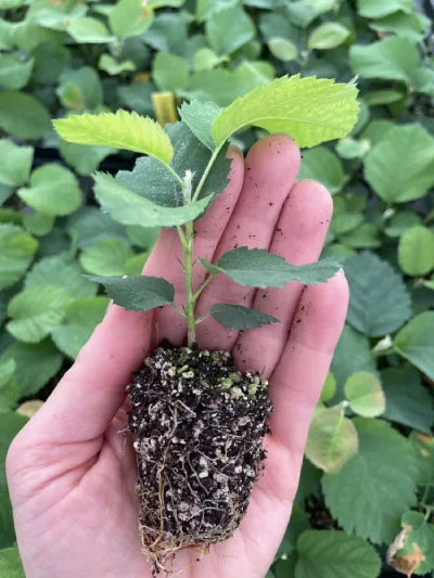 Świdośliwa Amelanchier multiplatl